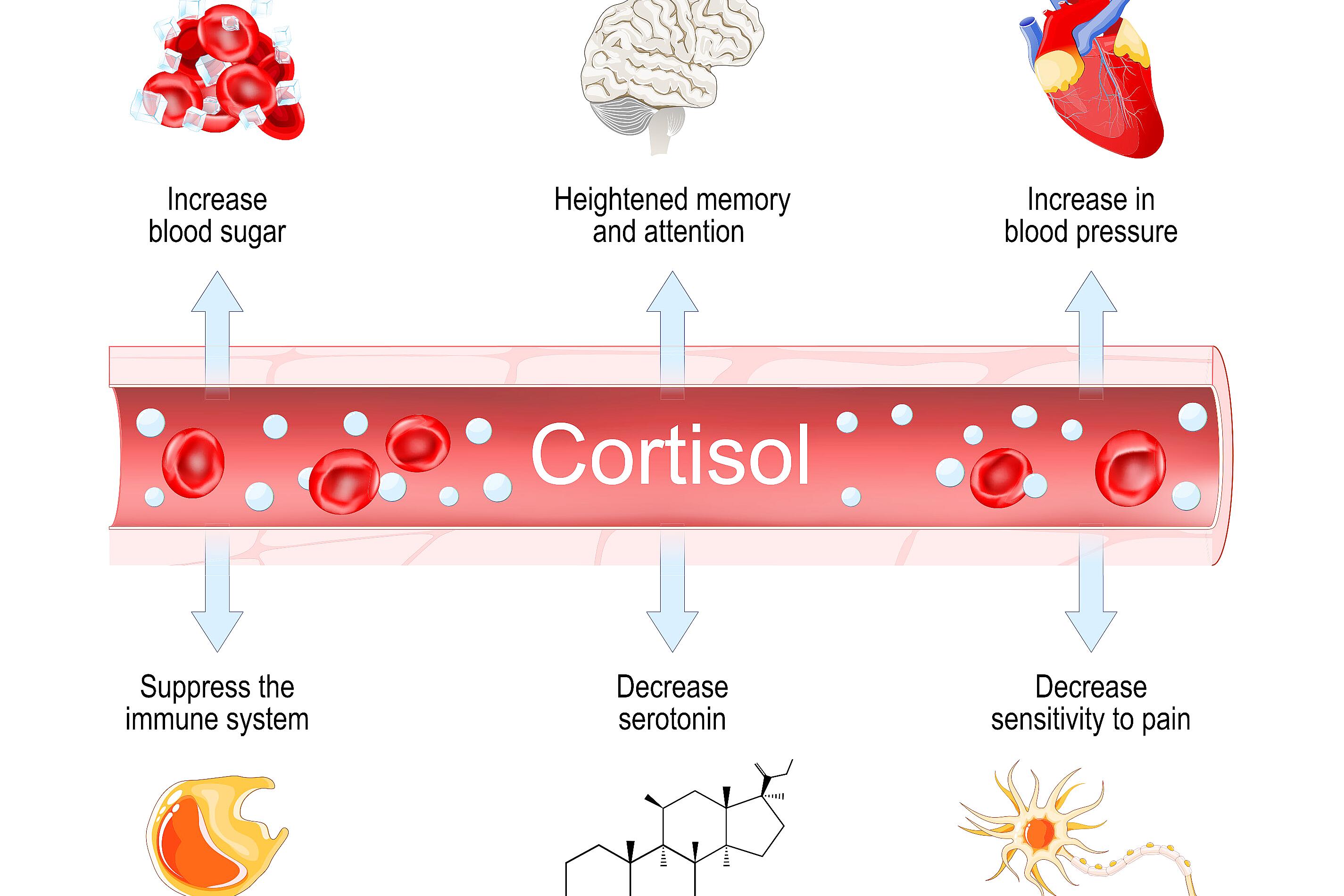 Scientific illustration of cortisol molecules in human bloodstream during stress response