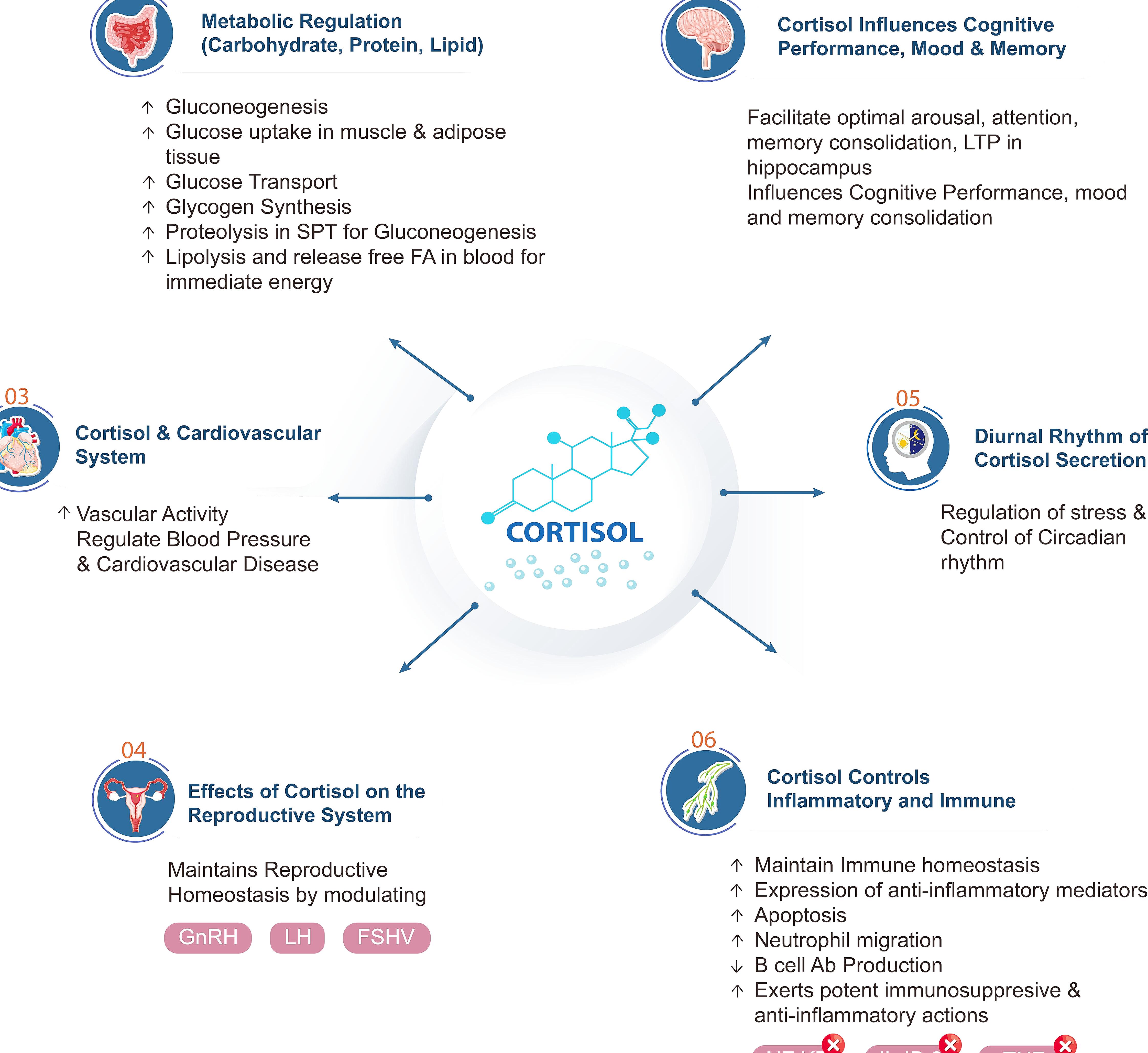 Illustration showing difference between quick fixes and holistic lifestyle changes for cortisol