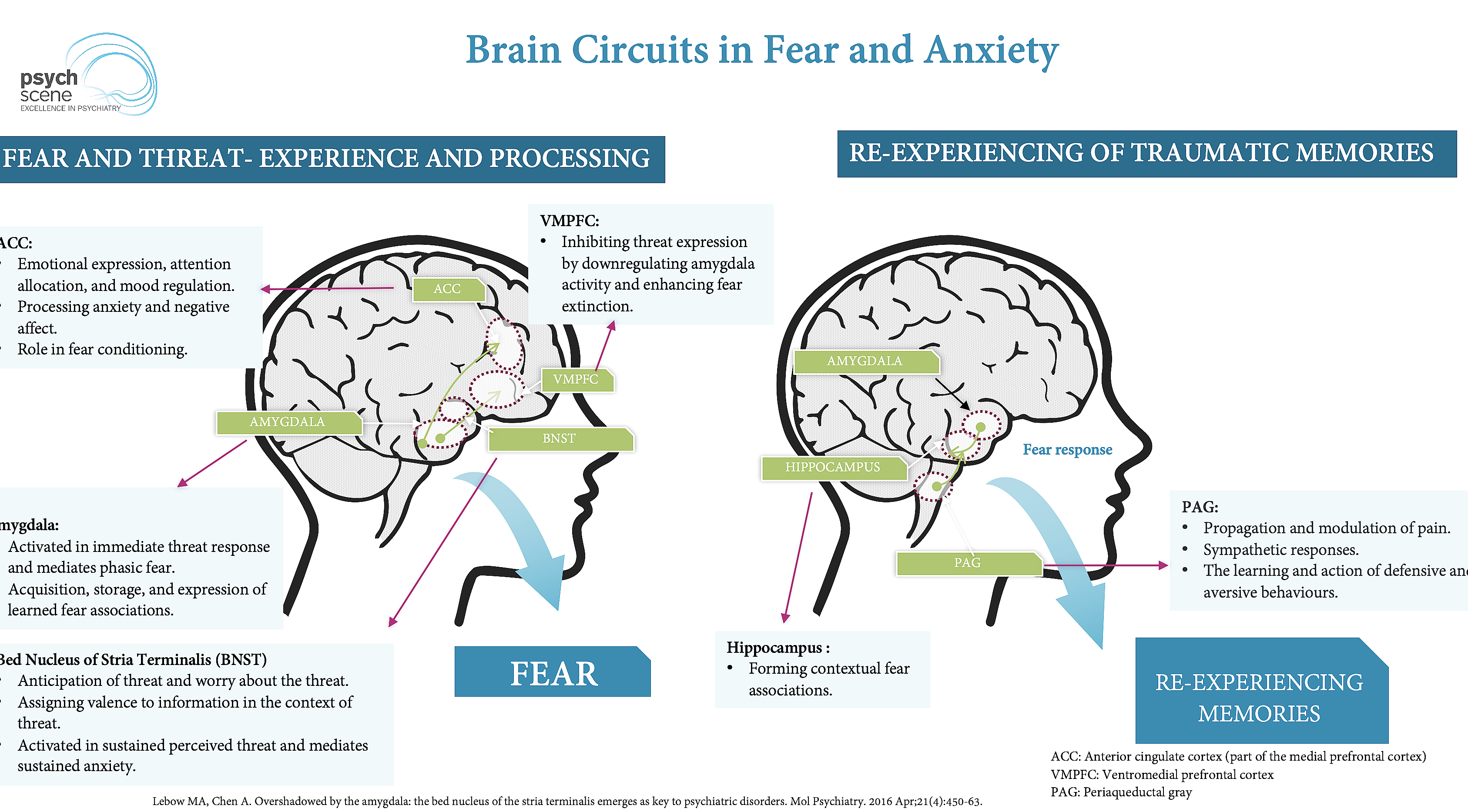 Illustration of brain highlighting stress and anxiety areas affected by trauma