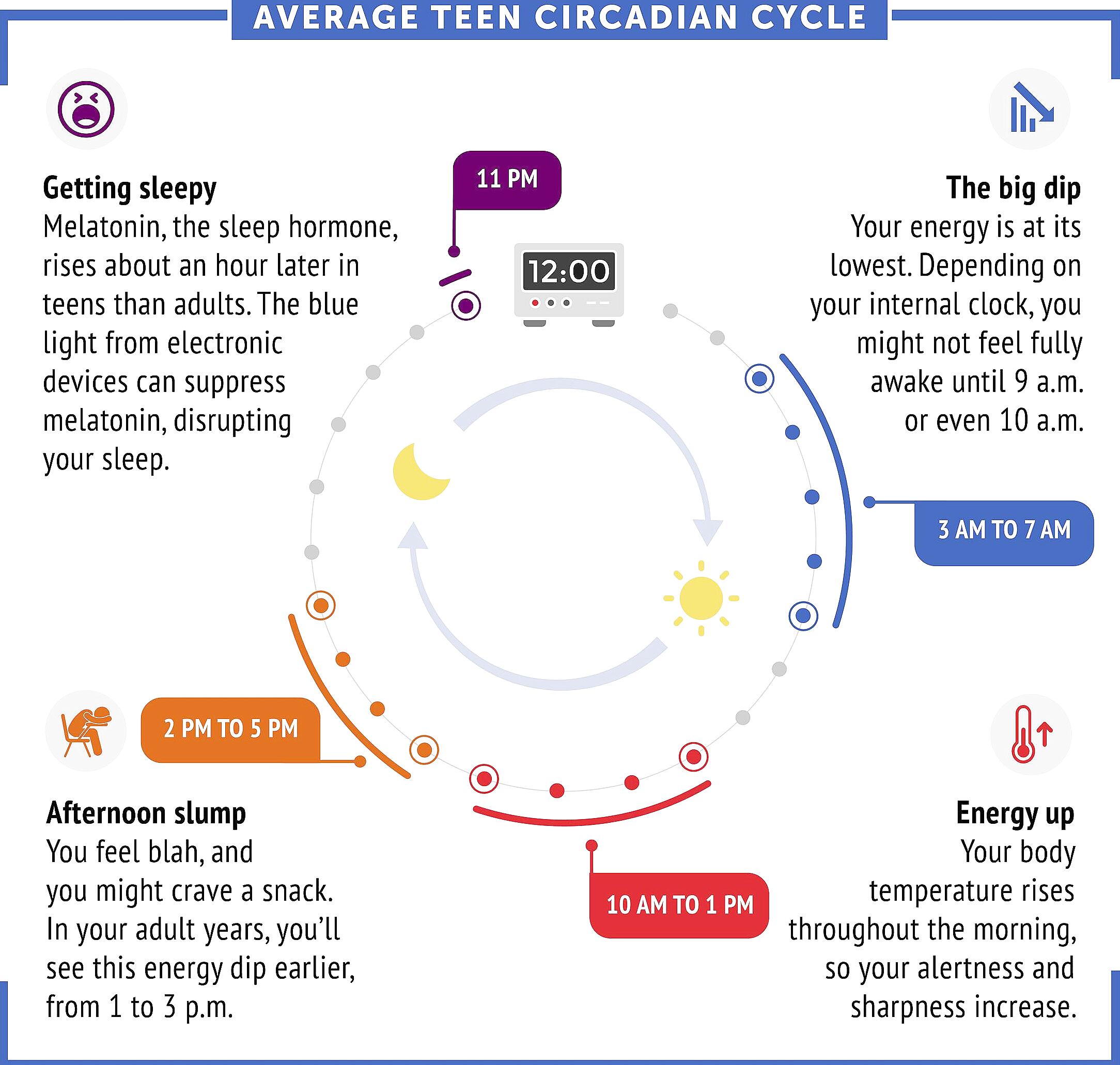 Illustration of hormones fluctuating with circadian rhythm affecting nighttime hunger