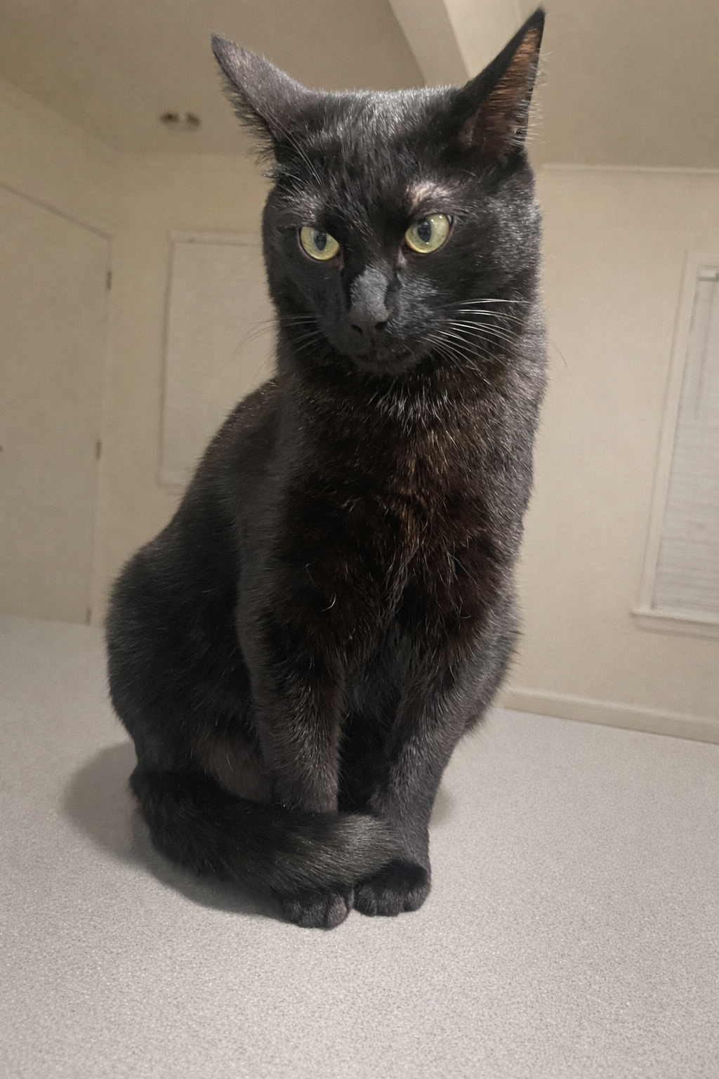 Photo 4